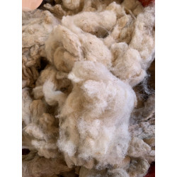 raw white wool